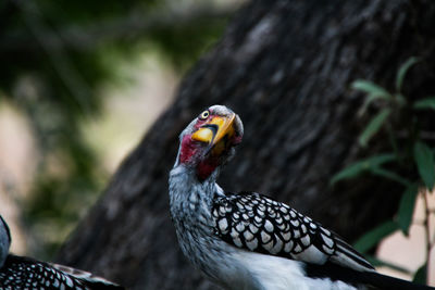 Close-up of yellow-billed hornbills at kruger national park