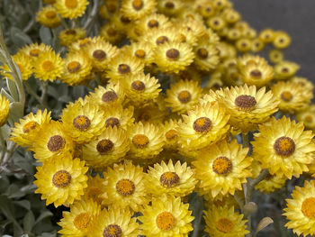 High angle view of yellow flowering plant