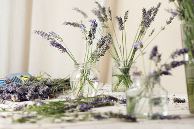 Close-up of purple flowering plants in vase