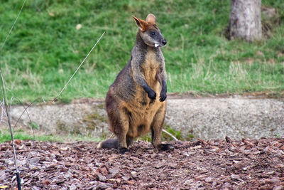 Wallaby in a natural park