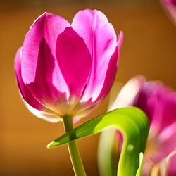 Close-up of pink tulip