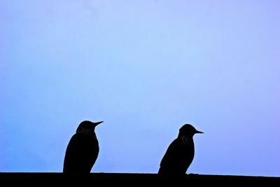 Low angle view of silhouette birds perching against clear sky