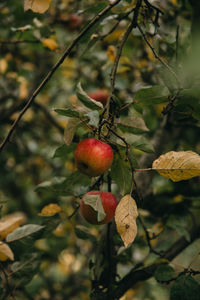 Close-up of apple on tree