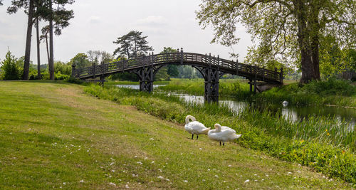 View of birds on bridge over water
