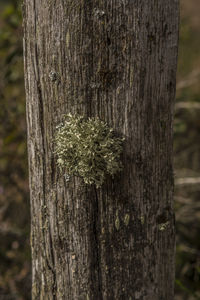 Close-up of tree trunk