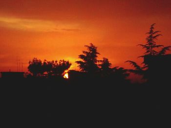 Silhouette of trees at sunset