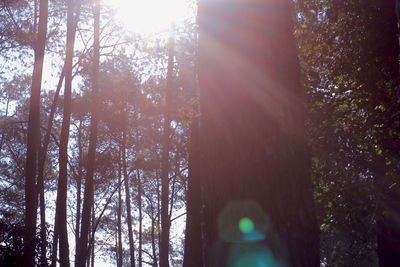 Sunlight streaming through trees in forest