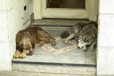 View of two dogs on door