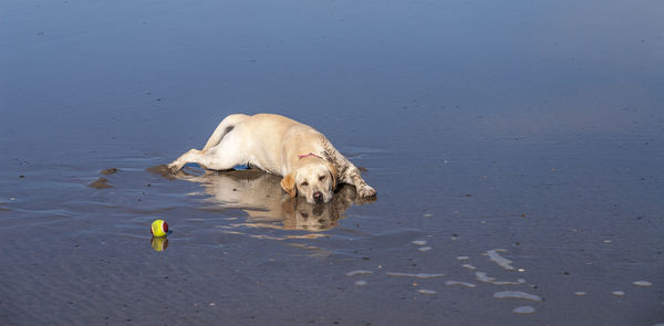 Labrador retriever by tennis ball relaxing at beach