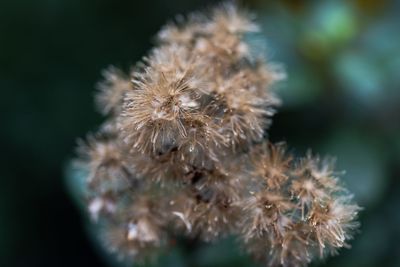 Close-up of wilted plant