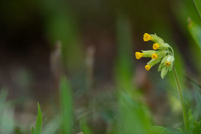 Close-up of yellow flowering plant on field