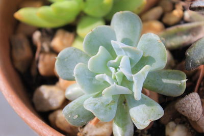 Close-up of succulent plant