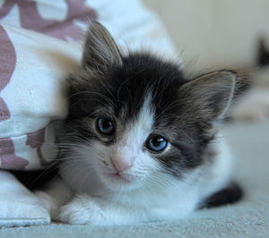 Close-up portrait of kitten relaxing on bed
