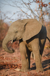 Elephant standing in a field