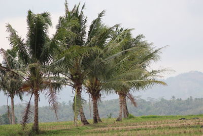 Palm trees on field against sky