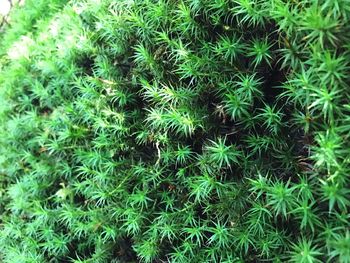 Close-up of green plants