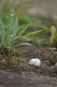 Close-up of shell on field