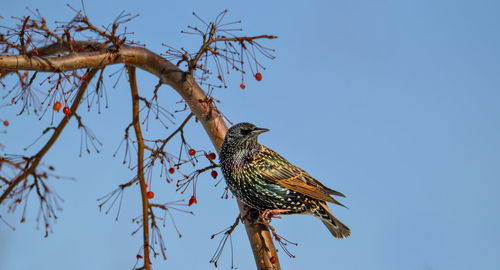 Low angle view of bird perching on tree against clear sky