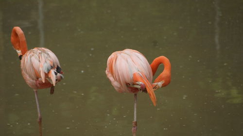 Flamingos in a lake