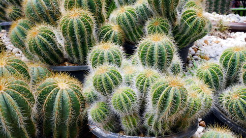 High angle view of cactus growing on field