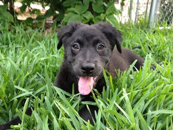 Portrait of black dog on grassy field