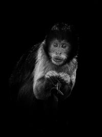 Portrait of monkey against black background