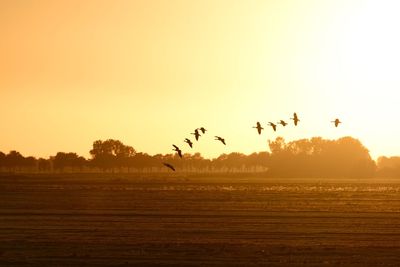 Birds flying over field against sky during sunset