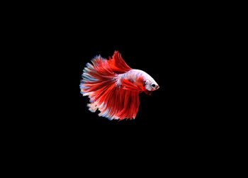 Fish swimming in sea against black background