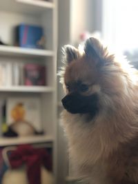 Close-up of a dog looking away at home