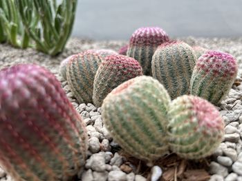 Close-up of cactus