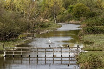 View of birds in lake