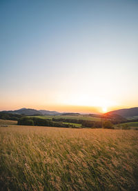 Scenic view of agricultural field against clear sky during sunset