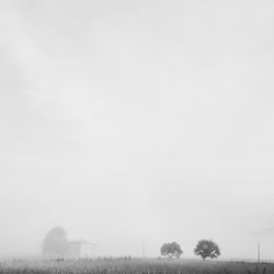 Trees against sky