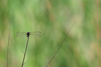 Close-up of dragonfly on plant