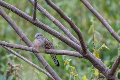 Low angle view of bird perching on tree