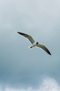 Low angle view of seagull flying against sky