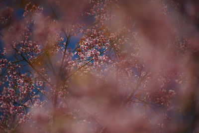 Close-up of cherry blossom tree