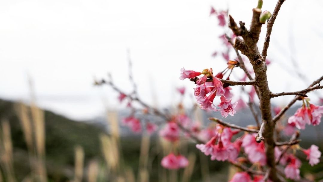 CLOSE-UP OF PINK FLOWERS ON TREE BRANCH