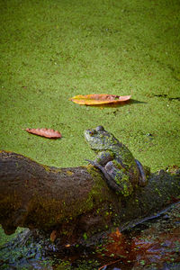 High angle view of lizard on grass