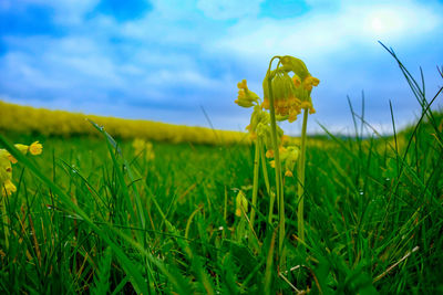 Close-up of yellow flowering plants on land