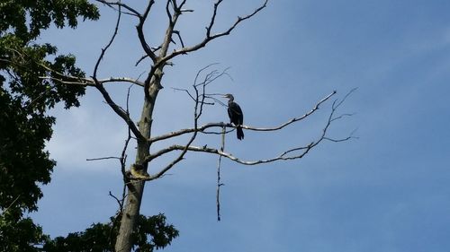 Low angle view of bird perching on tree against sky