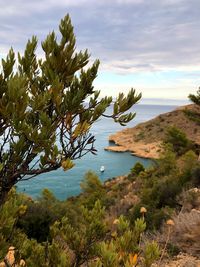 Tree by sea against sky