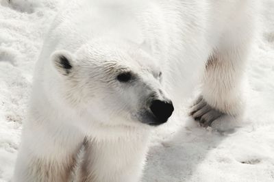 polar bear