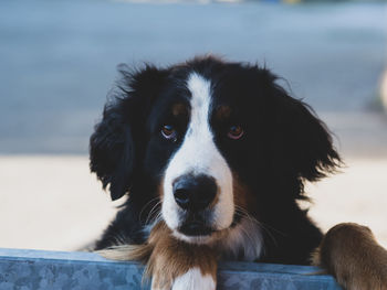 Close-up portrait of dog