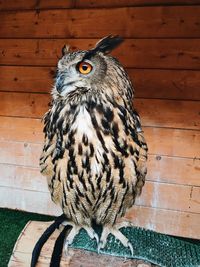 Close-up of owl perching on wall