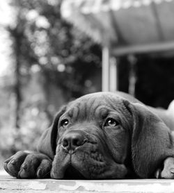 Close-up portrait of a dog