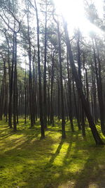 Trees in forest