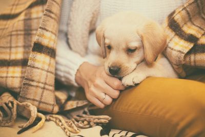 Midsection of woman holding labrador retriever puppy at home