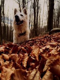 Dog in forest