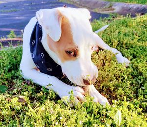 Dog looking away on field